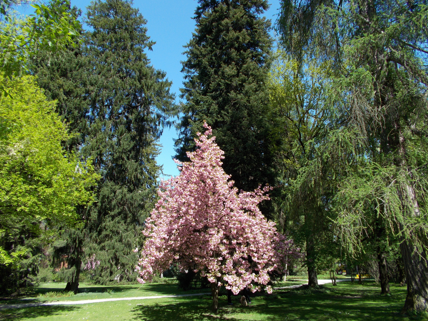 Ein Park im Frühling