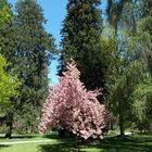 Ein Park im Frühling