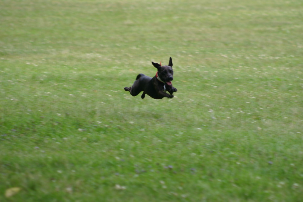 Ein Patterdale-Terrier im Tiefflug...