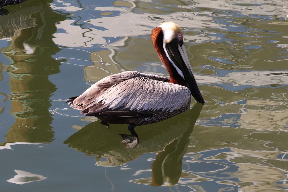 Ein Pelican am Fort Lauderdale Hafen