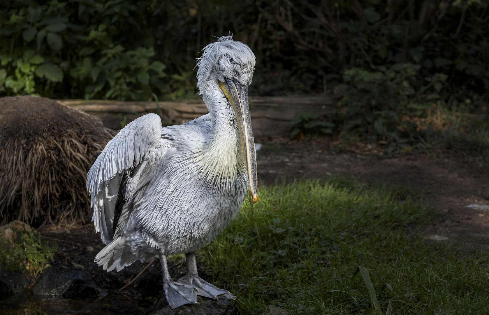 Ein Pelikan