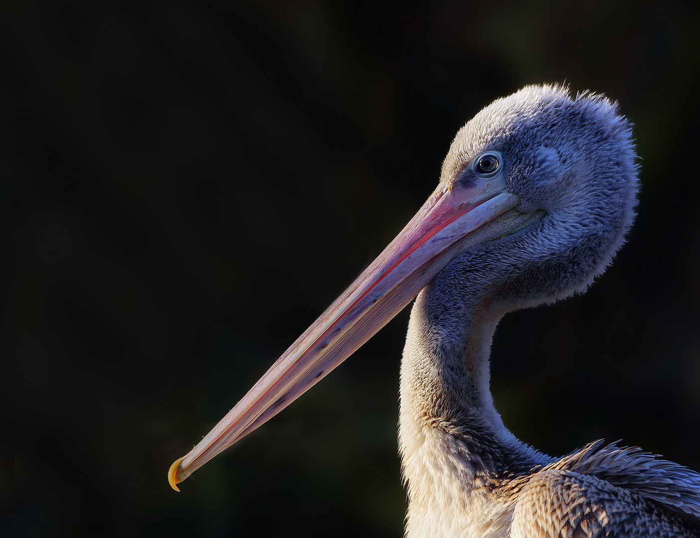 Ein Pelikan