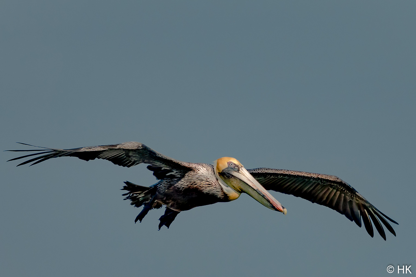 Ein Pelikan im Landeanflug