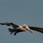 Ein Pelikan im Landeanflug
