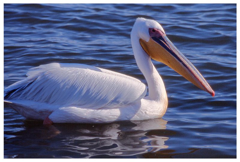 ein Pelikan, kein Schwan