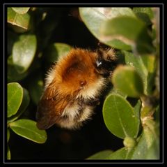 Ein Pelzknäuel im Buchsbaum - Ackerhummel (Bombus pascuorum)