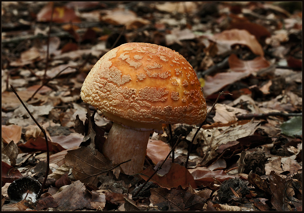 Ein Perlpilz