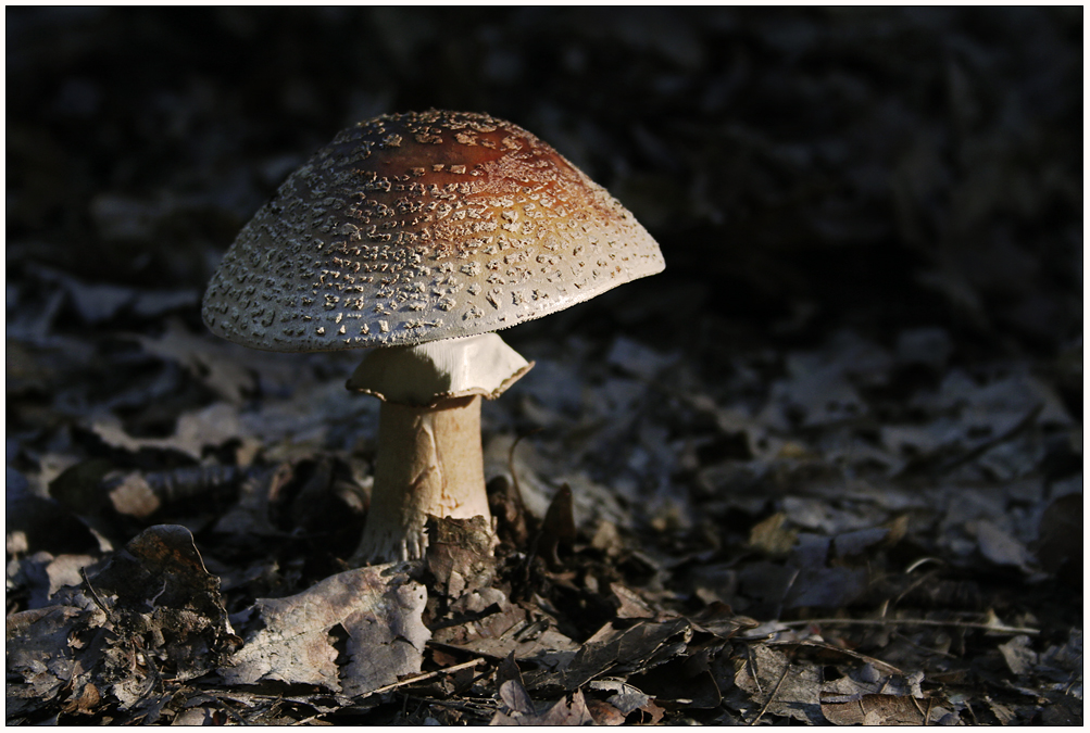 Ein Perlpilz im Abendlicht