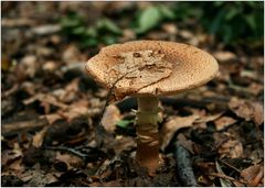 Ein Perlpilz in herbstlichem Ambiente