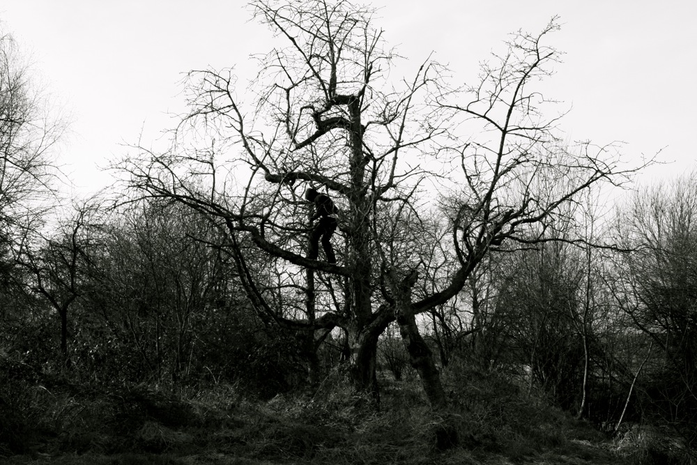 ein personifizierter baum