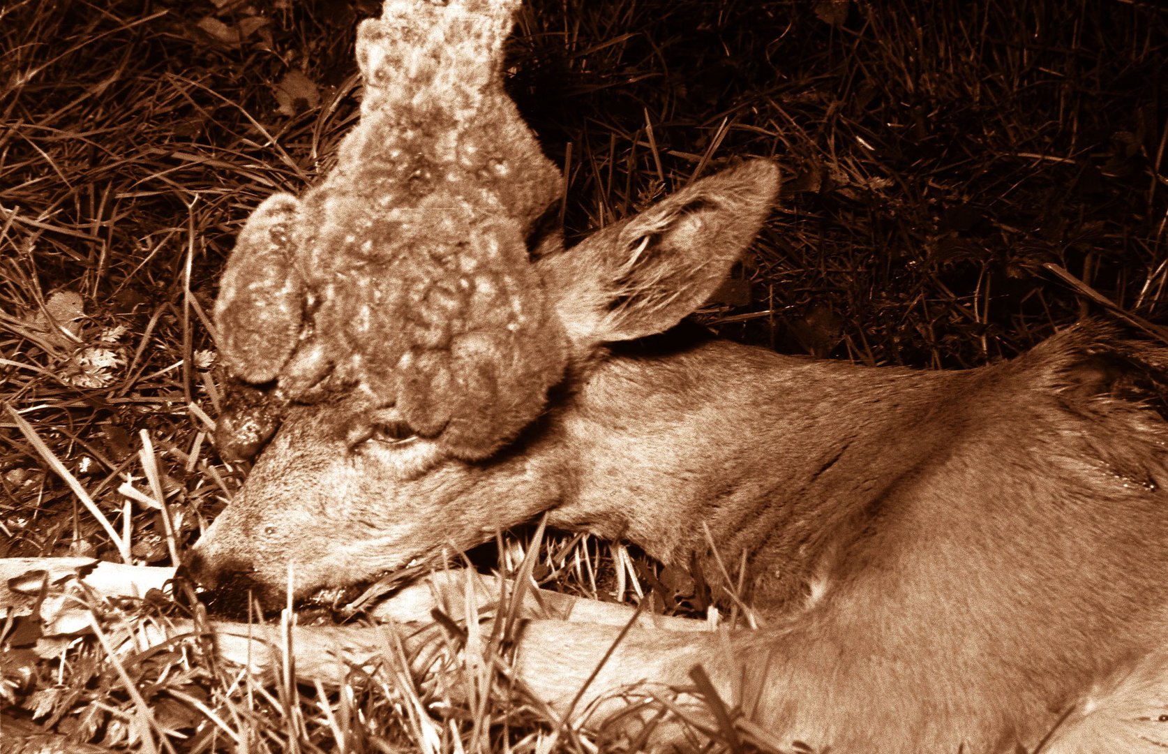 Ein Perückenbock, eine jagdliche Besonderheit.