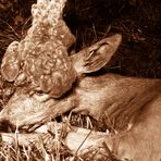 Ein Perückenbock, eine jagdliche Besonderheit.