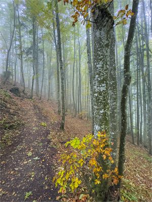 Ein Pfad im lichten Nebel
