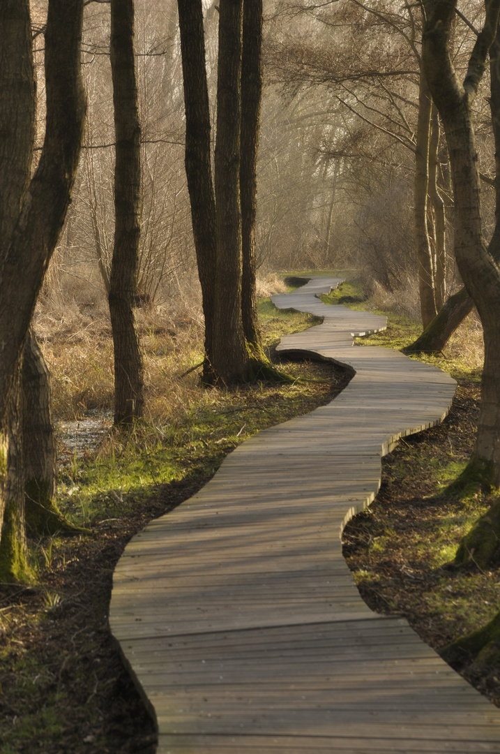 Ein Pfad im Moorwald