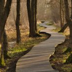 Ein Pfad im Moorwald