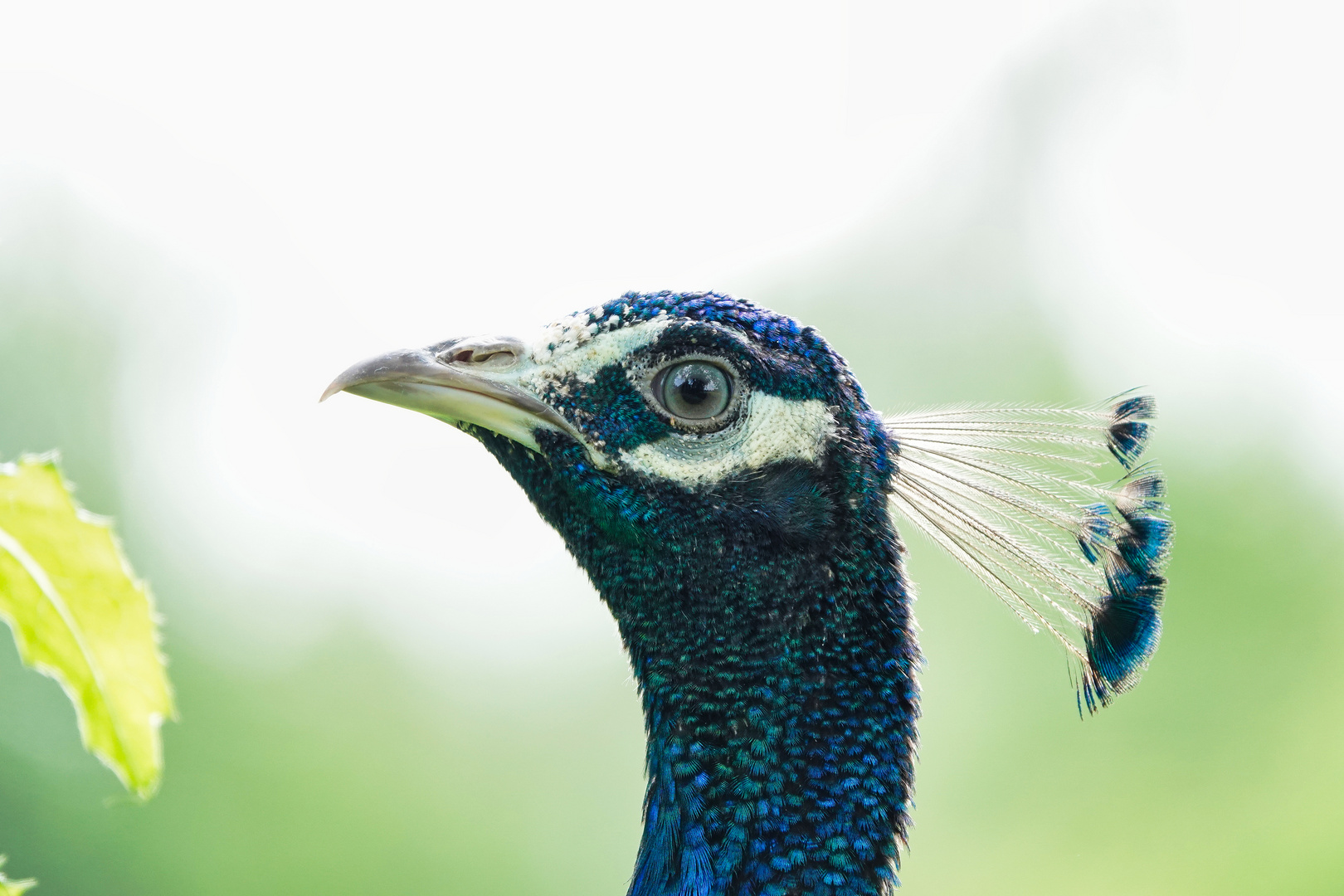 Ein Pfau 