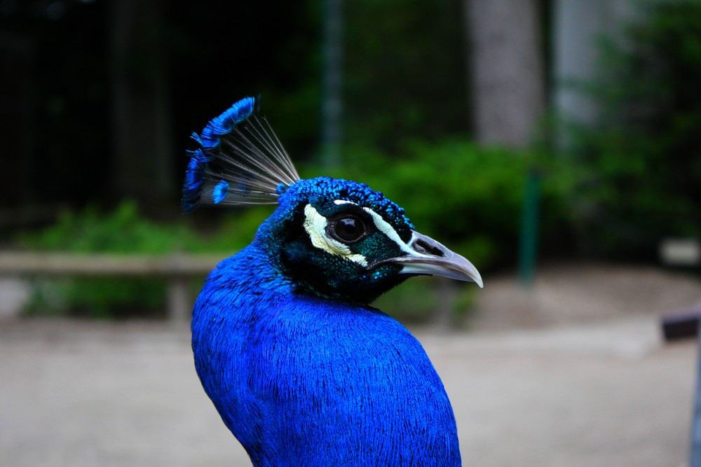 Ein Pfau