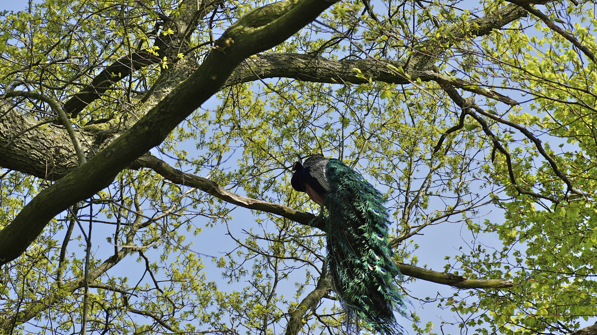 Ein Pfau auf Abwegen