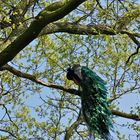 Ein Pfau auf Abwegen