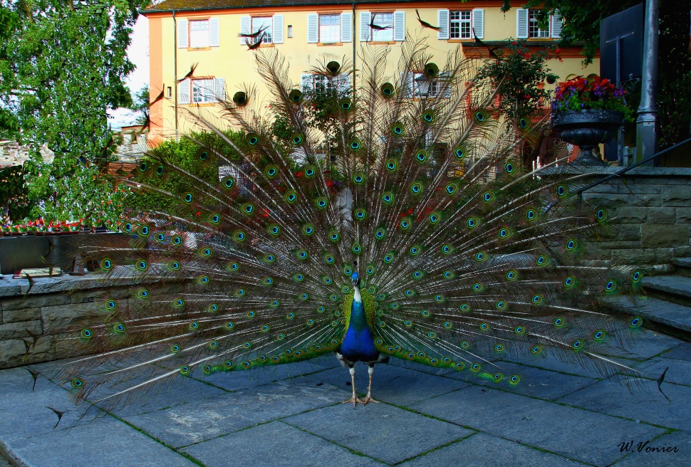 Ein Pfau auf der Insel Mainau