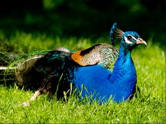 EIn Pfau beim Sonnenbaden2