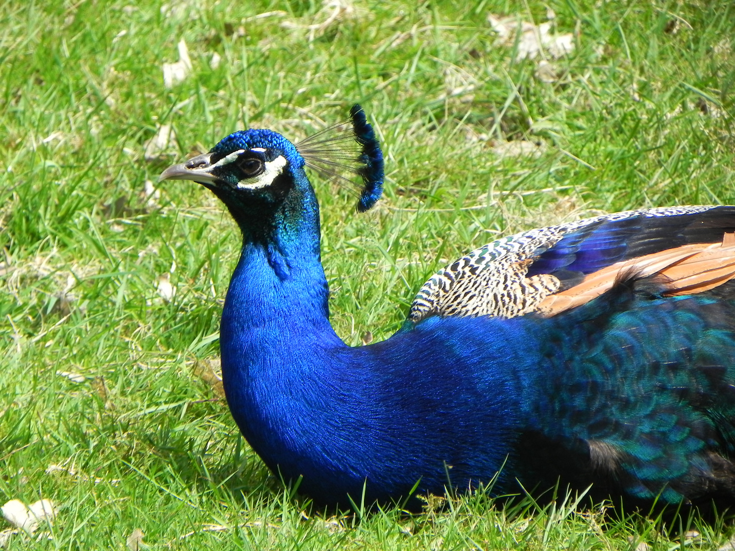 Ein Pfau