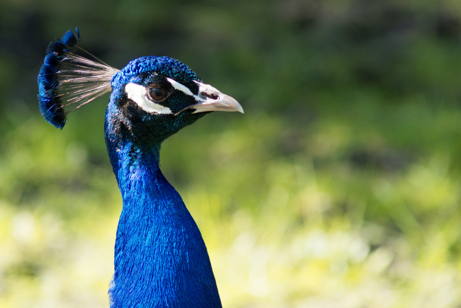 Ein Pfau, ein Blick