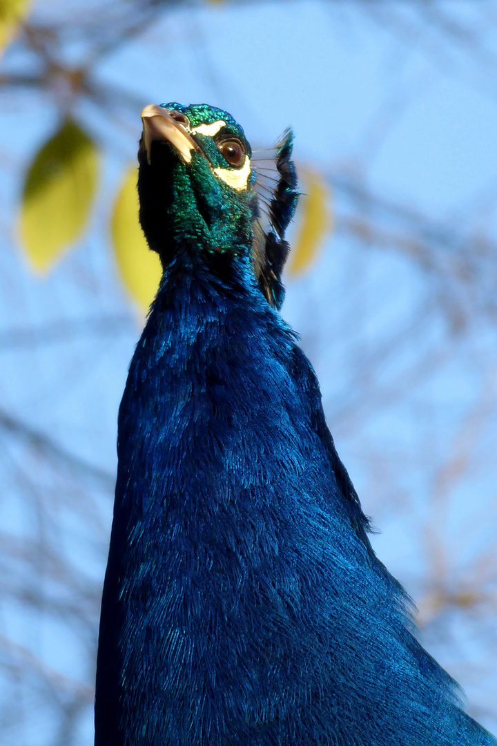 Ein Pfau hält Ausschau