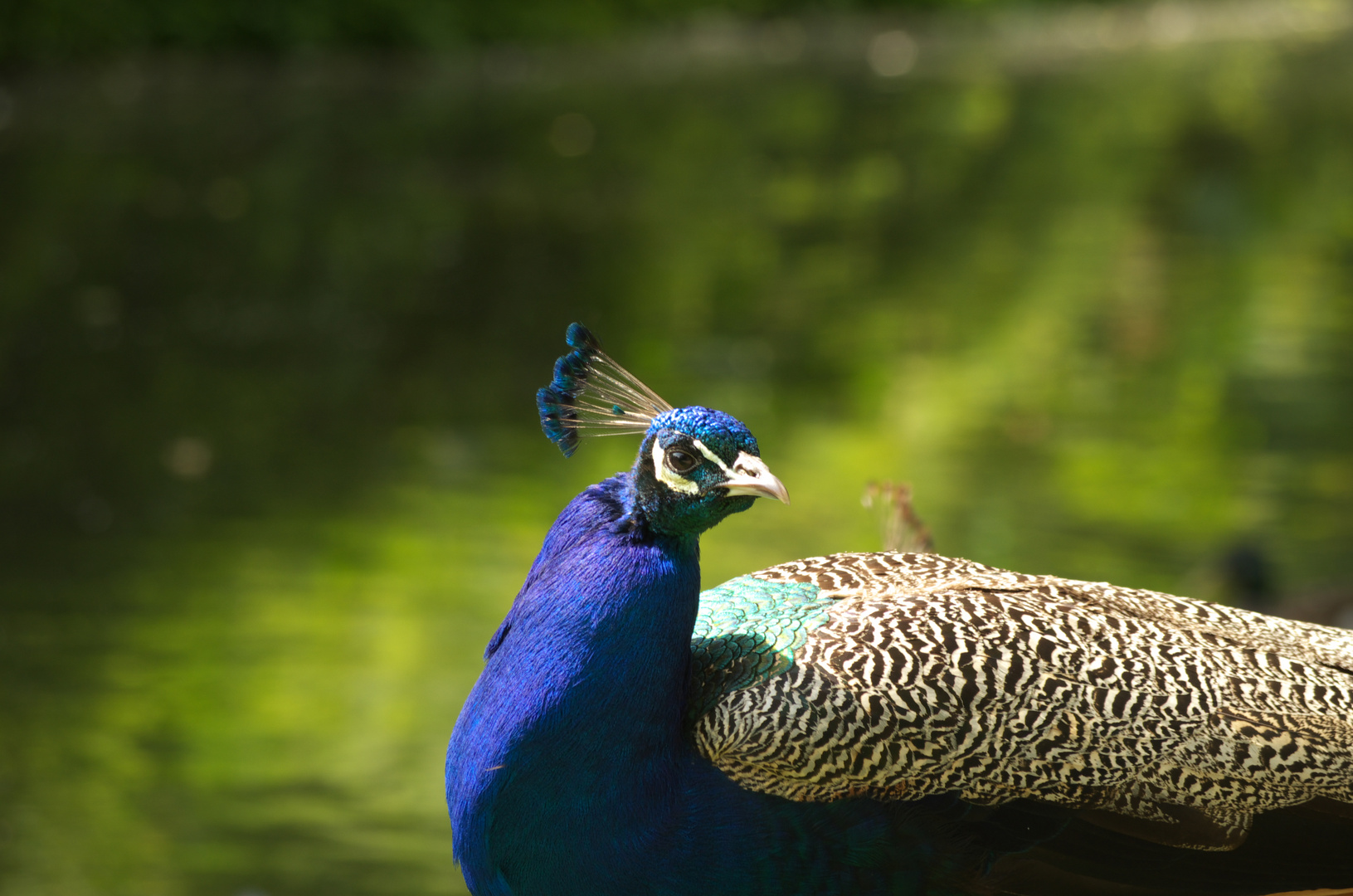 Ein Pfau (II)