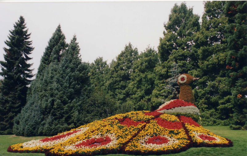 Ein Pfau in seiner Blumenpracht auf der Insel Mainau