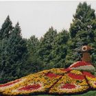 Ein Pfau in seiner Blumenpracht auf der Insel Mainau