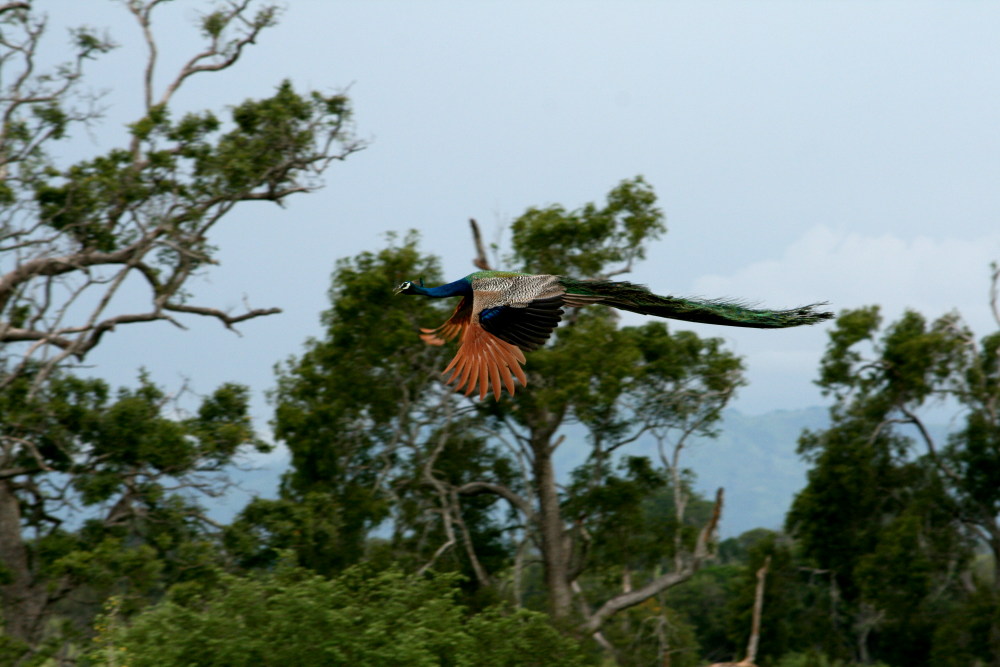 Ein Pfau in Sri Lanka... gerade noch beim Abflug erwischt :-)