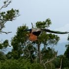 Ein Pfau in Sri Lanka... gerade noch beim Abflug erwischt :-)