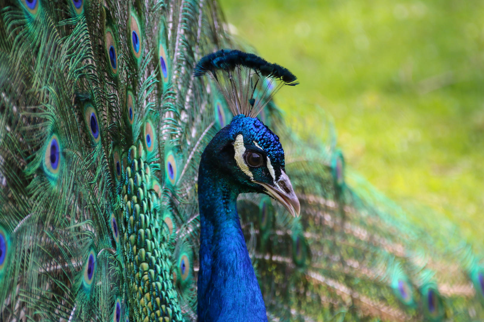 Ein Pfau mal von der Seite