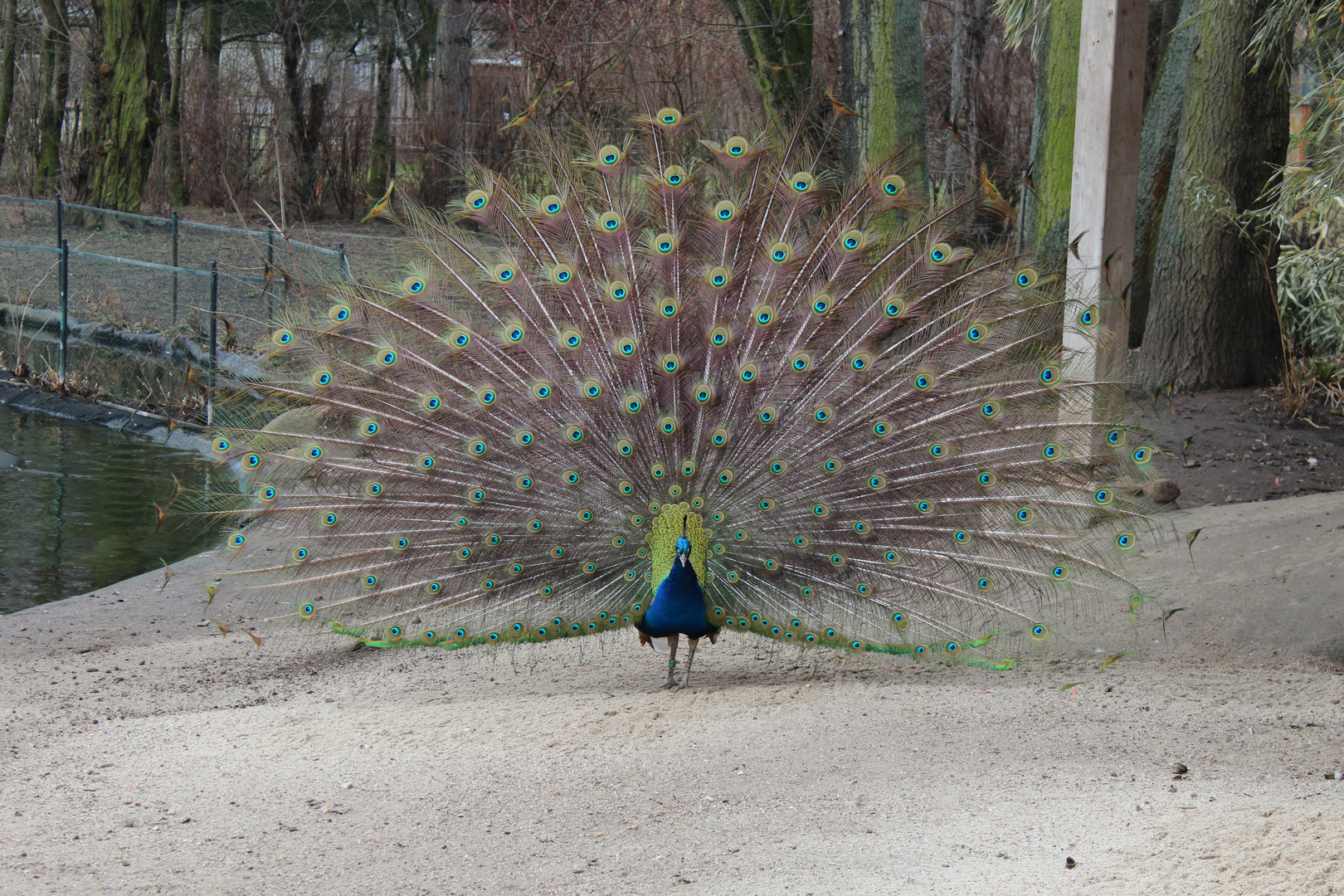 Ein Pfau mit Federnrad