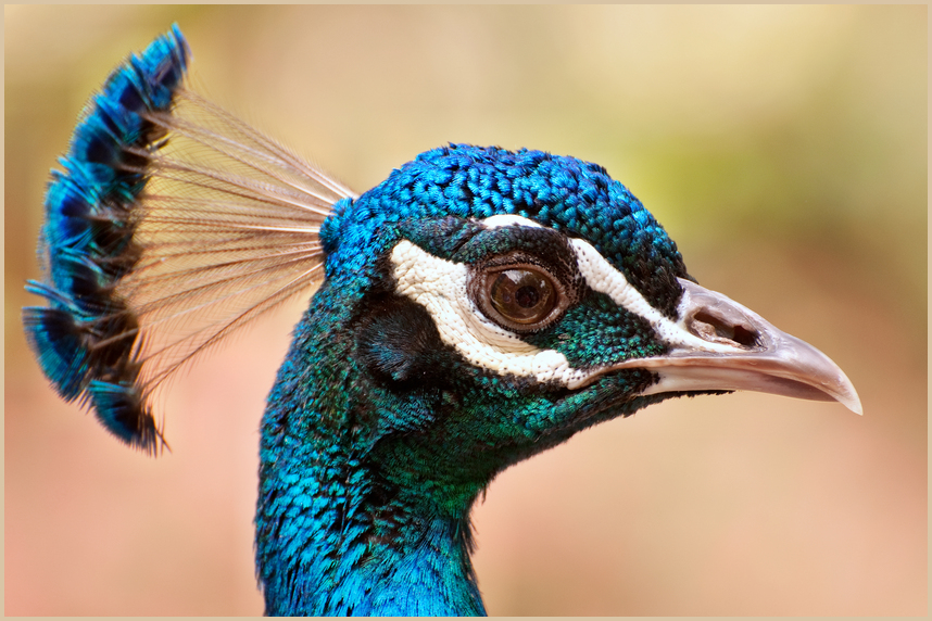 Ein Pfau-Porträt