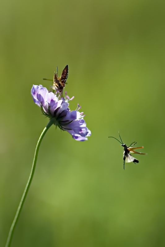 Ein Pfauenauge bekommt Besuch 2