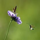 Ein Pfauenauge bekommt Besuch 2