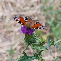 ein Pfauenauge tanzt auf der Distel