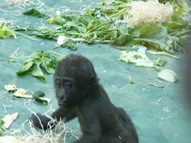 Ein pfeifendes Gorilla-Kleinkind