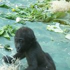 Ein pfeifendes Gorilla-Kleinkind