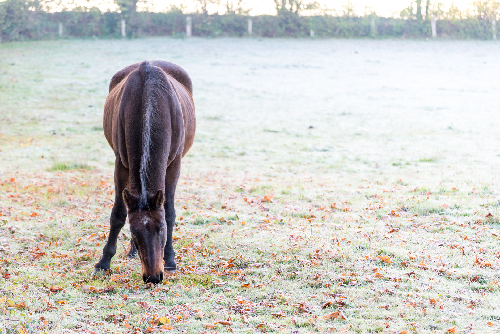 Ein Pferd