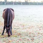 Ein Pferd