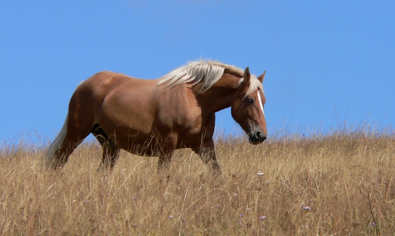 Ein Pferd
