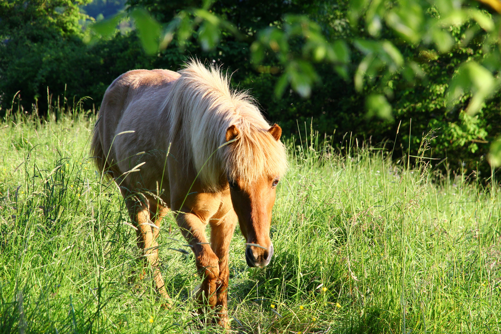 Ein Pferd:-)