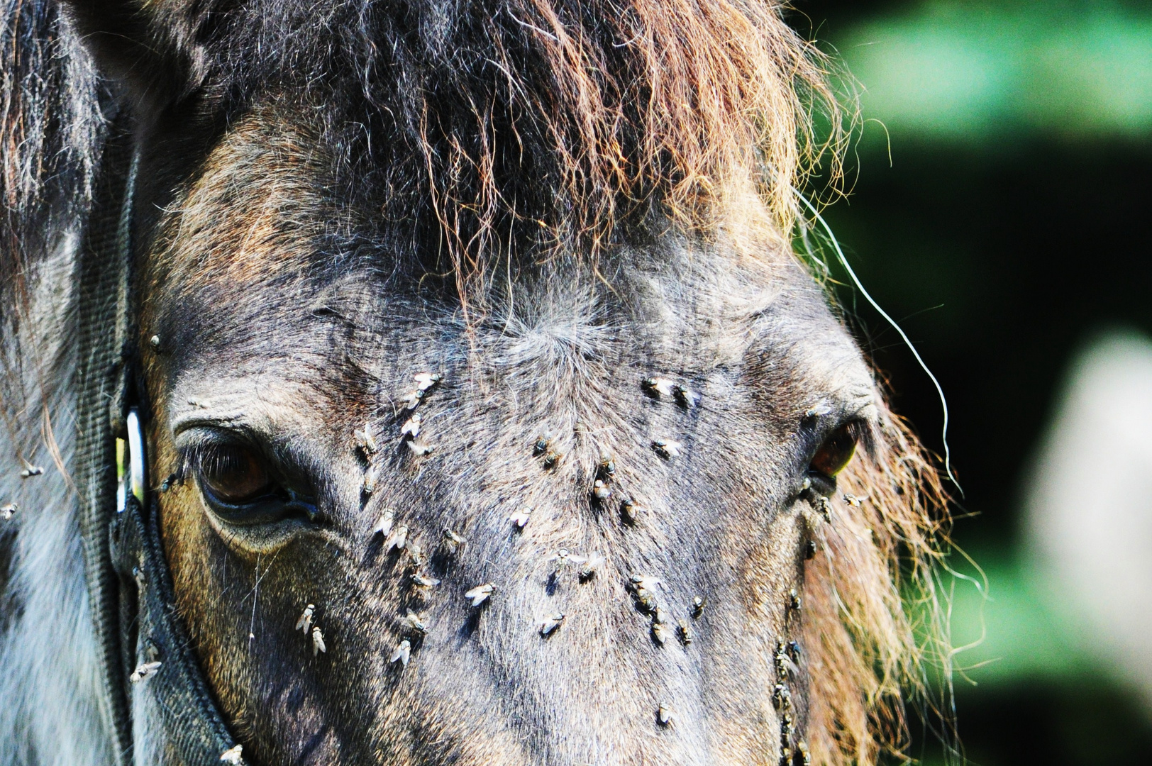 Ein Pferd am Straßenrand