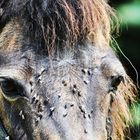 Ein Pferd am Straßenrand