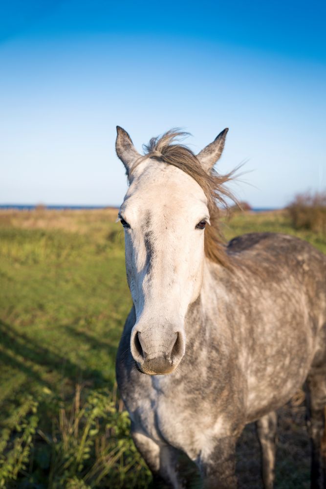 Ein Pferd an der Ostsee