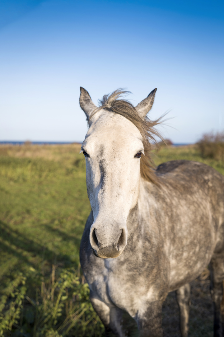 Ein Pferd an der Ostsee