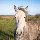 Ein Pferd an der Ostsee